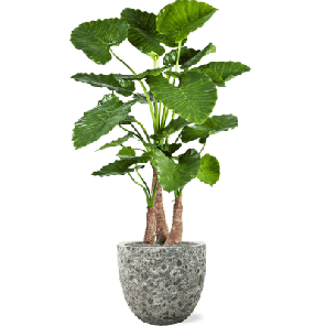 Alocasia Calidora in Vulcana Metal  - kunstplant 1.png