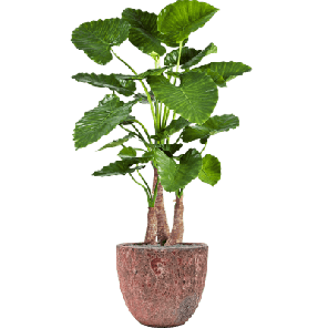 Alocasia Calidora in Vulcana Roze.png
