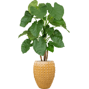 Alocasia in Laos Emperor Geel1.png