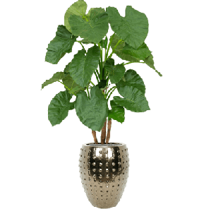 Alocasia in Laos Emperor Goud 1.png