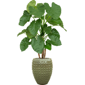 Alocasia in Laos Emperor Groen1.png