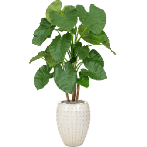 Alocasia in Laos Emperor Wit 1.png