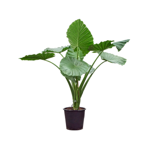 alocasia maccrorhiza 260.png