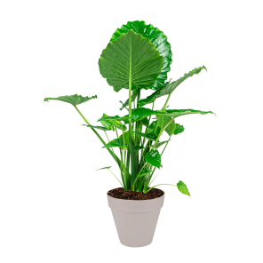 Alocasia Portadora in Elho Urban Loft 30 cm - beige.png