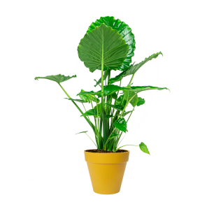 Alocasia Portadora in Elho Urban Loft 30 cm - geel.png