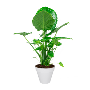 Alocasia Portadora in Elho Urban Loft 30 cm - wit.png