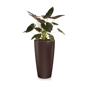 Alocasia Wentii large in watergevende pot Rondo M lechuza - bruin.png