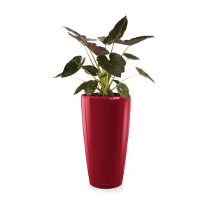 Alocasia Wentii large in watergevende pot Rondo M lechuza - rood.png