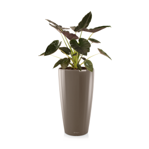 Alocasia Wentii large in watergevende pot Rondo M lechuza - taupe.png