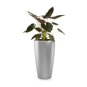 Alocasia Wentii large in watergevende pot Rondo M lechuza - zilver.png