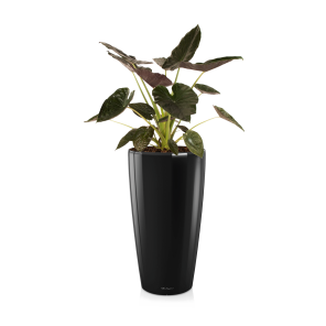 Alocasia Wentii large in watergevende pot Rondo M lechuza - zwart.png