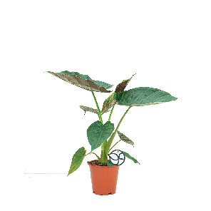 ALOCASIA WENTII S LOGO - WEB.png