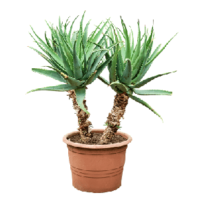 aloe arborescens op stammen.png