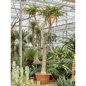 Aloe bainesii.png