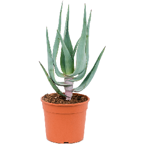 Aloe comosa_1.png