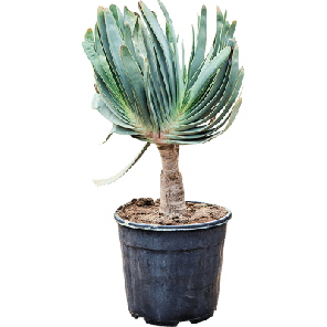 Aloe plicatilis.png