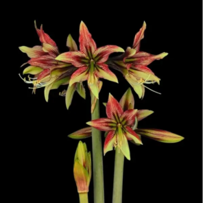 Amaryllis bol Mystica .png