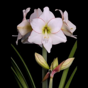 Amaryllis bol Picotee .png