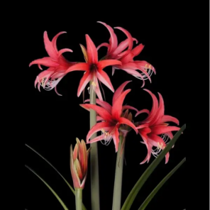 Amaryllis bol Rose Cybister.png