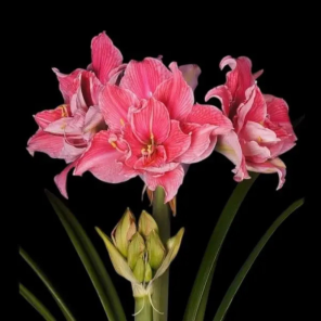 Amaryllis bol Sweet Nymph.png