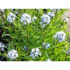 Amsonia ciliata.jpg
