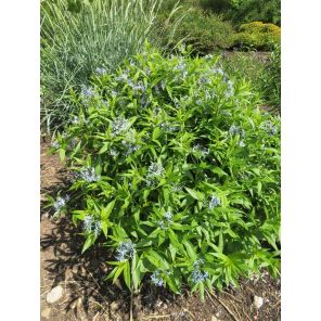 Amsonia tabernaemontana 'Salicifolia.jpg