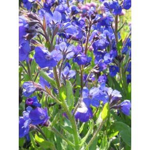 anchusa azurea Loddon Royalist.jpg