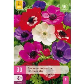 Anemone De Caen Mix.jpg