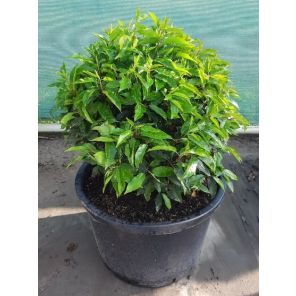 angustifolia bolvorm.jpg