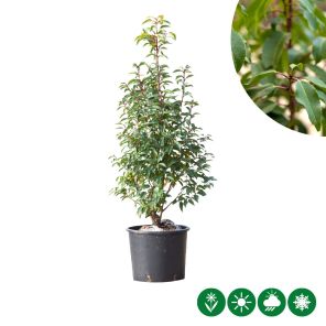 angustifolia haag.jpg