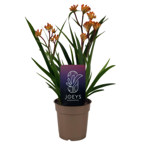 Anigozanthos Beauty Orange.png