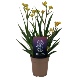 Anigozanthos Beauty Yellow.png
