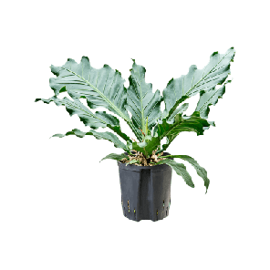 anthurium birdnest bims.png