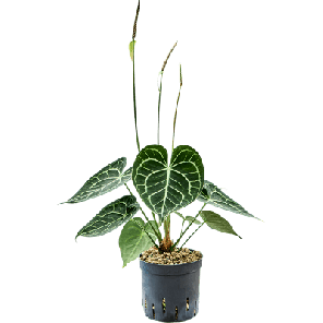 anthurium clarinervium bims.png