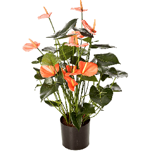 Anthurium de luxe pink.png