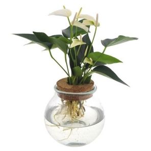 anthurium in bolglas.jpg