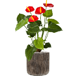 Anthurium in Luxe Lite Universe Waterfall Cilinder 1.png