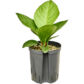 Anthurium Jenmanii.png