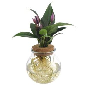 anthurium paars in bolglas.jpg