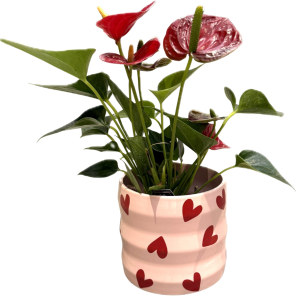 Anthurium rood in love pot.png