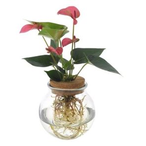 anthurium roze in bolglas.jpg