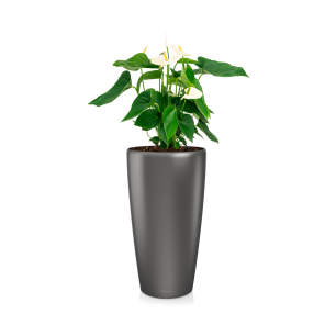 Anthurium wit in watergevende pot rondo - antraciet.png