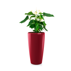 Anthurium wit in watergevende pot rondo - rood.png