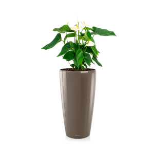 Anthurium wit in watergevende pot rondo - taupe.png
