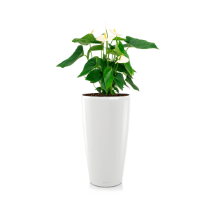Anthurium wit in watergevende pot rondo - wit.png