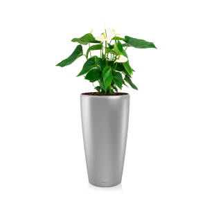 Anthurium wit in watergevende pot rondo - zilver.png