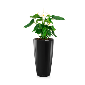 Anthurium wit in watergevende pot rondo - zwart.png