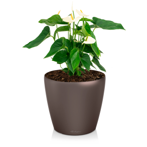 Anthurium wit medium in watergevende classico S - bruin.png