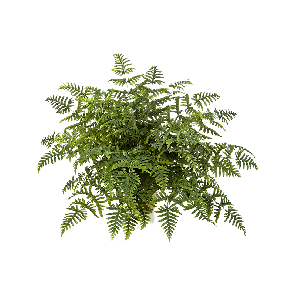 anthyrium-fern-bush-90-cm_7c744f.png