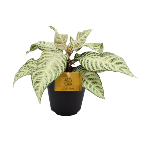Aphelandra White Wash.png